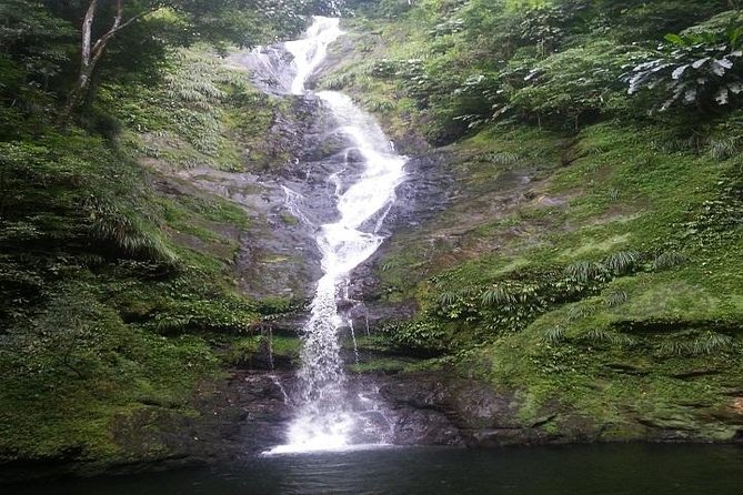 Trinidad Rainforest Hike to Waterfall - Exploring the Rainforest