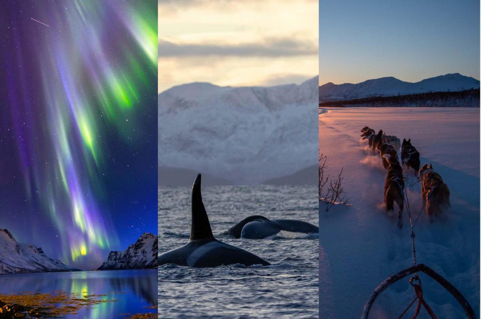 Tromsø 3-Days Whale Watching, Northern Lights & Dog Sledding - Key Points