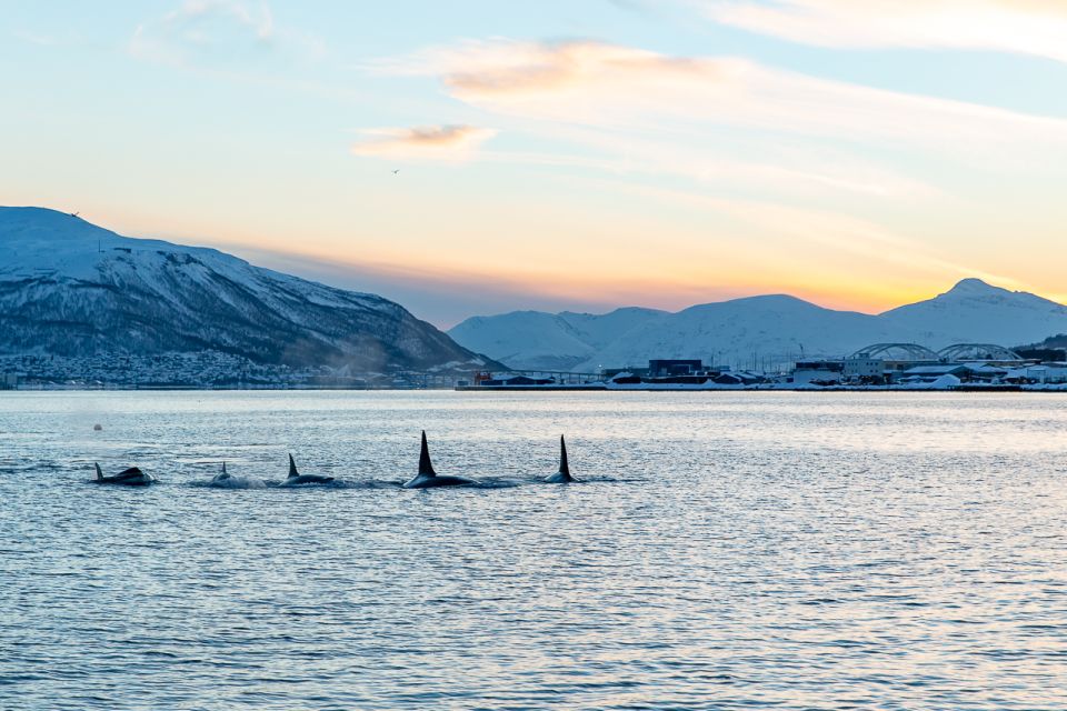 Tromsø: Fjord & History Cruise - Key Points