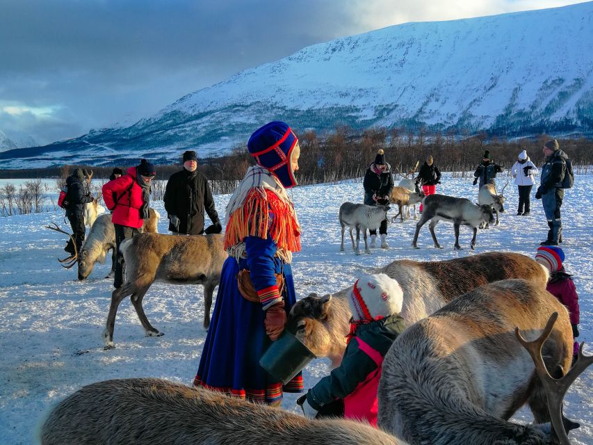 Tromsø: Reindeer Feeding and Sami Cultural Experience - Key Points