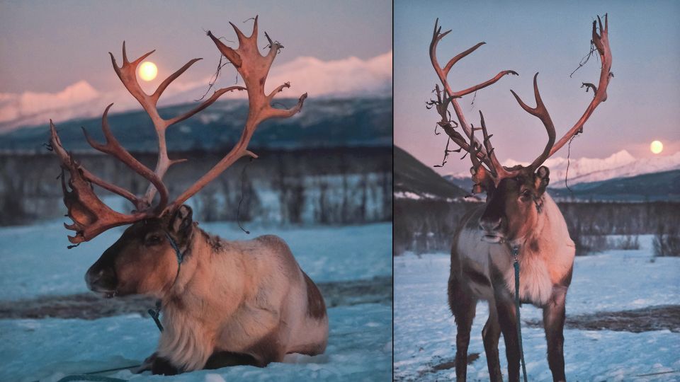 Tromso: Reindeer Sledding With Chance to See Northern Lights - Key Points