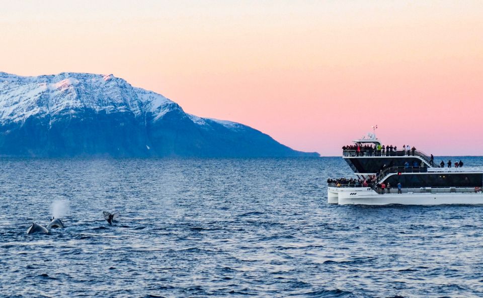 Tromsø: Whale Watching Tour by Hybrid-Electric Catamaran - Key Points