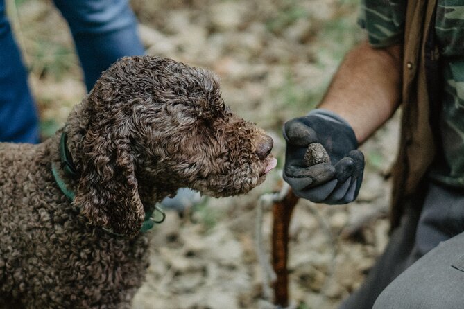 Truffle Hunting in Tuscany - Key Points