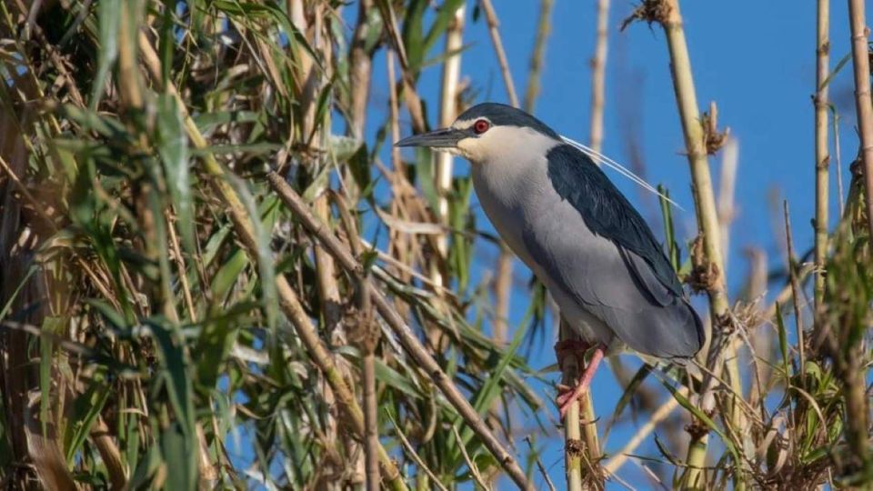 Valada Do Ribatejo: Tejo River Birdwatching Experience - Key Points