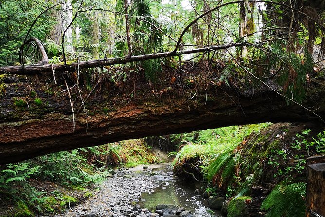 Vancouver Island Rainforest Guided Hike With Private Guide - Key Points