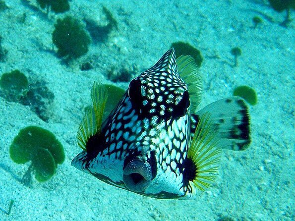 Vi Top Taxi &Tours USVI-Coki Beach Snorkeling Tour - Key Points