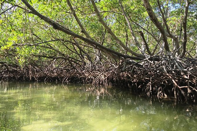 VIP Tour to Paradise Island & the Mangroves - Snorkeling in Coral Gardens