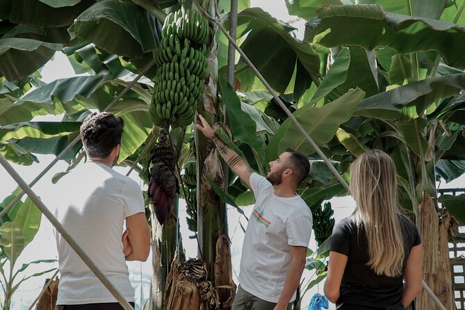 Visit to the Banana Growing Farm in Santa Cruz De Tenerife - Key Points