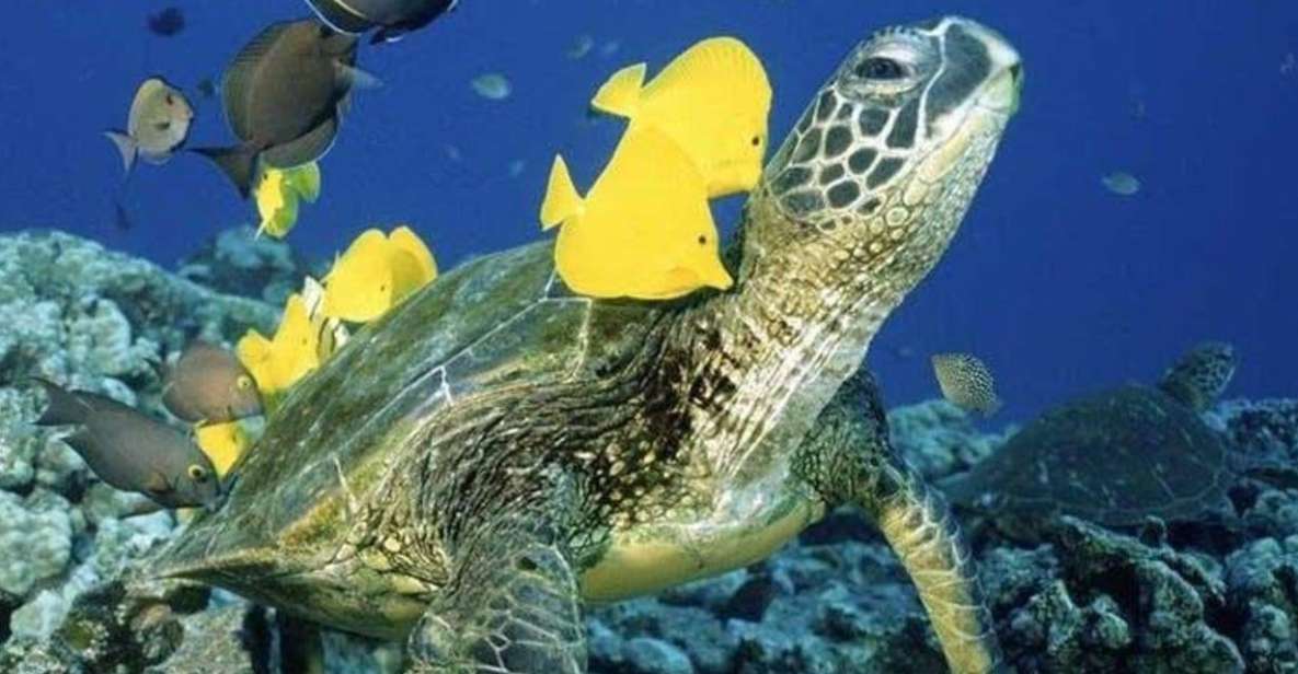 Waikiki: Sea Turtle Snorkeling Tour - Key Points