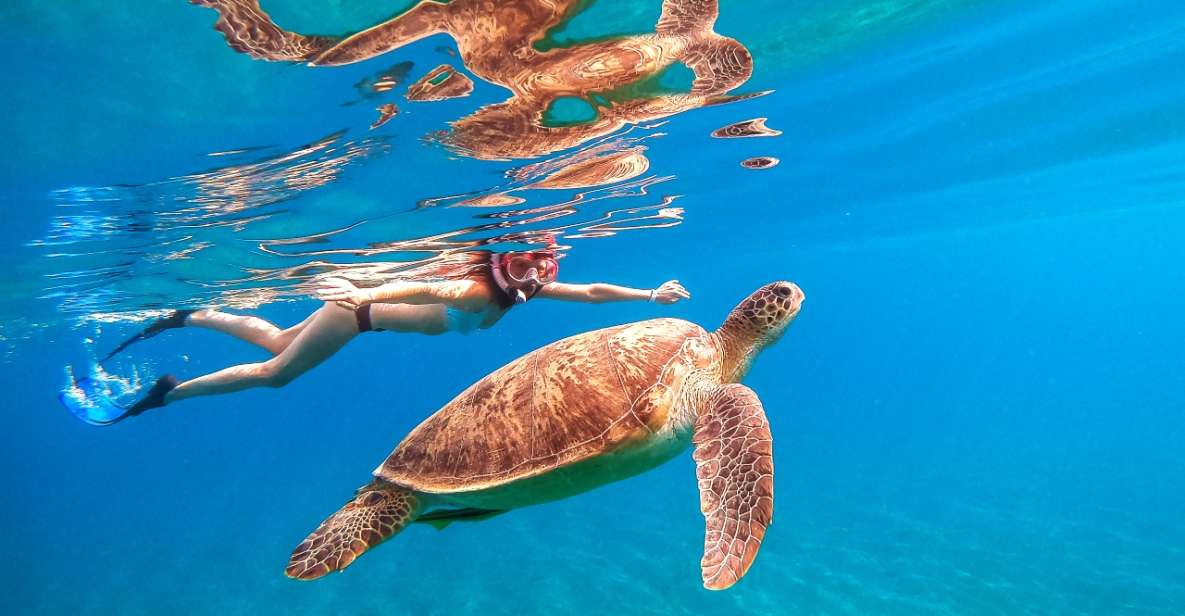 Waikiki: Turtle Snorkeling Cruise With 20FT Jumping Platform - Key Points