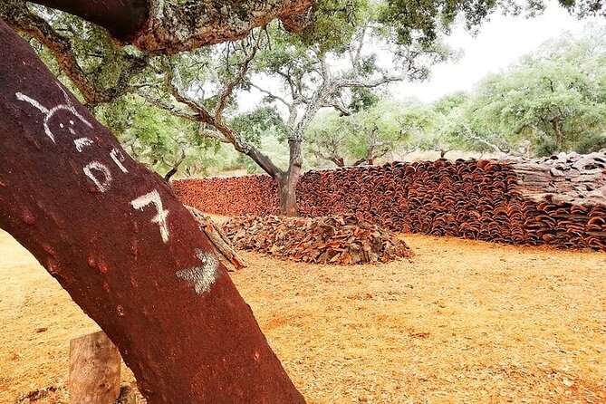 Walk on the Alentejo Cork Forest With Optional Lunch - Key Points