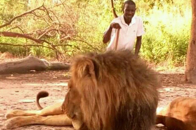 Walking With the Lions in Fathala Reserve - Key Points