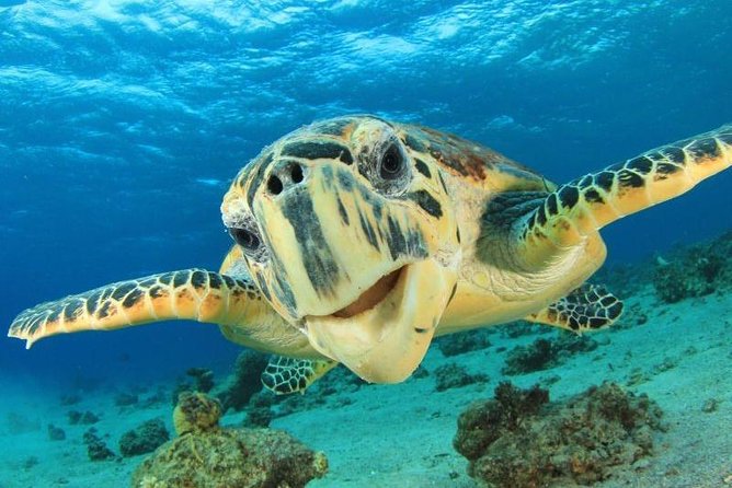 Watch Turtles Lay Their Eggs - Key Points