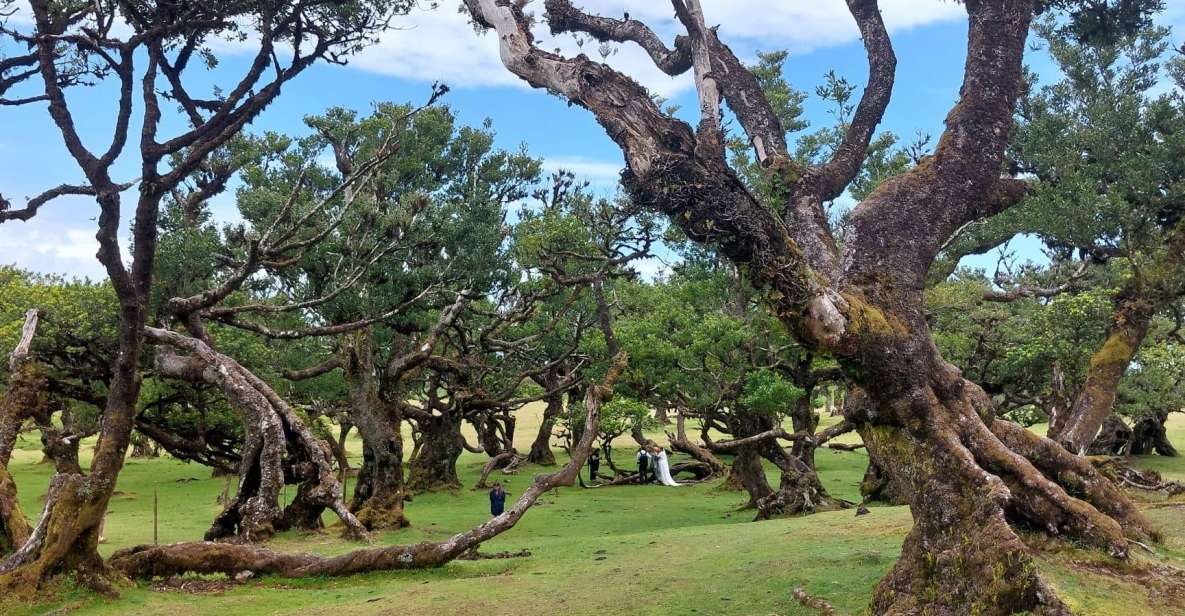 West Madeira:, Laurel Forest, Waterfall, Rock Pools, Walk - Key Points