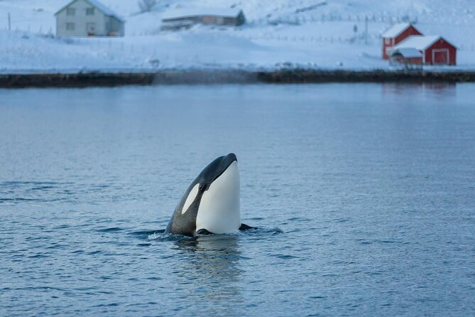 Whale & Arctic Wildlife Safari Key Points