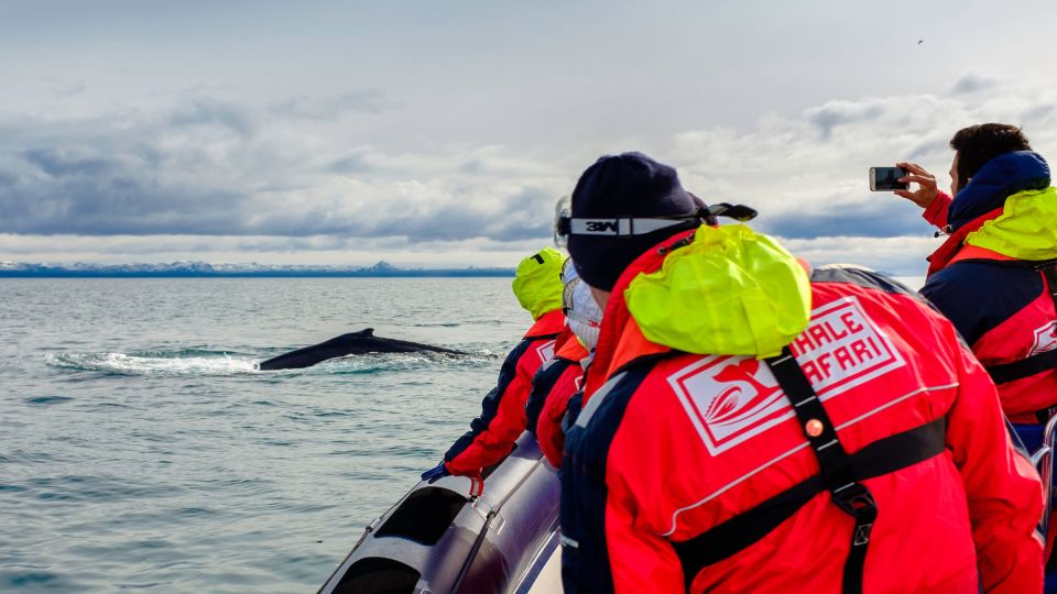 Whale Watching in Reykjavik by Speedboat - Key Points