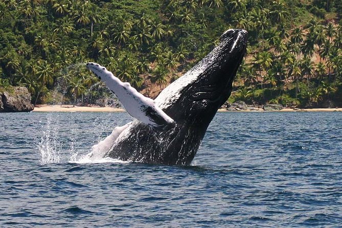 Whale Watching & Samana Bacardi Island - Key Points