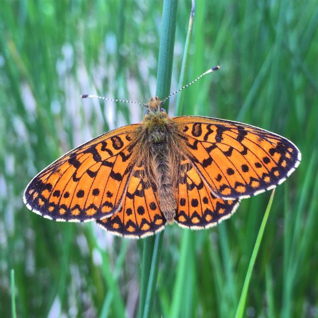 Wilder Skies - Somerset Nature Tours - Key Points