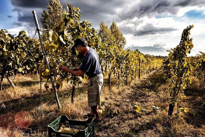 Wine Tasting on the Slopes of Vesuvius From Naples With Lunch - Key Points