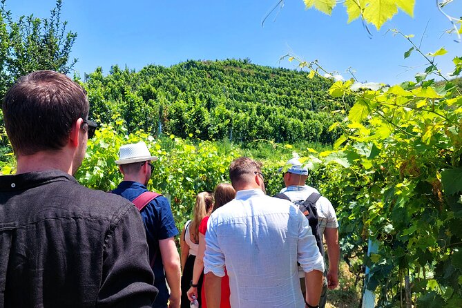 Wine Tasting & Vineyards Tour From Durres - Key Points