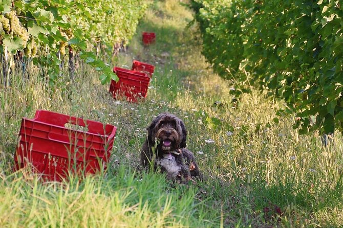 Wine Tour And Tasting With The Producer In The Monferrato Classic Tasting Details