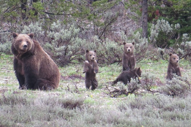 Yellowstone National Park - Full-Day Lower Loop Tour From Jackson - Key Points