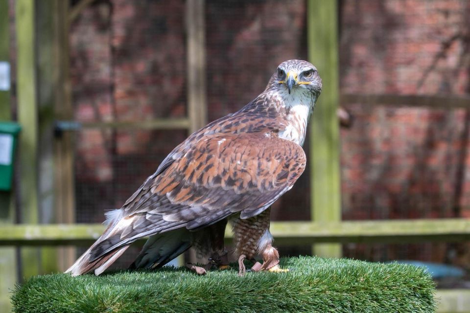 York: Entry to York Bird of Prey Centre - Key Points