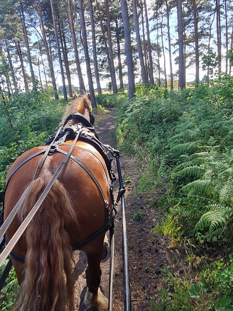 York: Horse Drawn Carriage Ride Around the Countryside York - Key Points