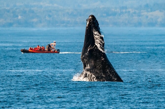 Zodiac Marine Wildlife Excursion From Victoria - Key Points