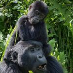 13 Day Uganda Safari With Gorillas, Chimps & Tree Climbing Lions Itinerary Overview