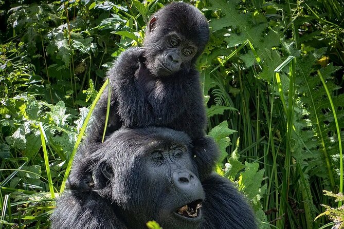 13 Day Uganda Safari With Gorillas, Chimps & Tree Climbing Lions Itinerary Overview