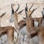 3 Day Etosha Budget Camping Safari Tour Overview