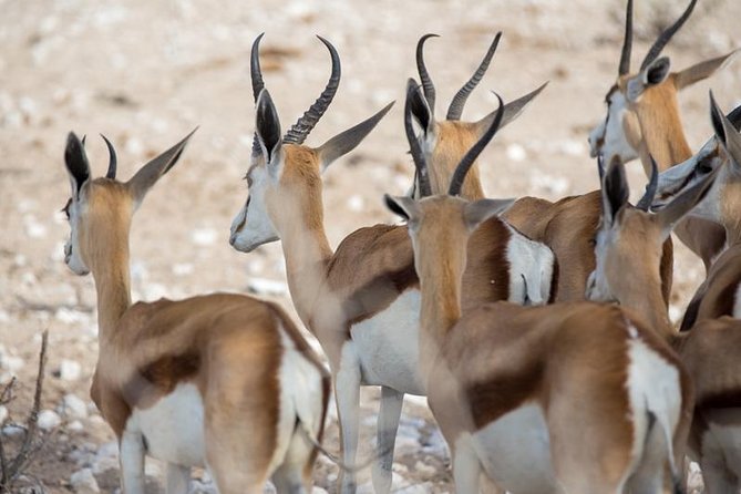 3 Day Etosha Budget Camping Safari - Tour Overview