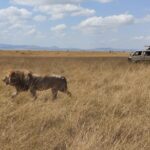 4 Day Masai Mara, L Naivasha And L Nakuru Safari Overview Of Safari Destinations