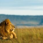 6 Day Migration Safari (ngorogoro Crater Ndutu Central Serengeti Safari Overview