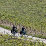 Afternoon E Bike Champagne Tour From Reims Tour Overview