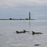 Charleston Eco Boat Cruise With Stop At Morris Island Lighthouse Overview Of The Eco Boat Cruise