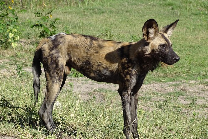 Chobe Safari Experience Day Trip - Tour Details