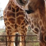 Day Tour To Giraffe Center And Karen Blixen Nairobi Tour Overview