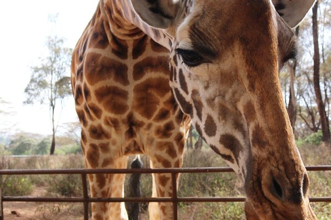 Day Tour To Giraffe Center And Karen Blixen Nairobi Tour Overview