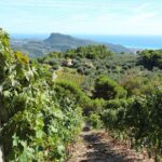 Dolceacqua & The Nervia Valley The Home Of Rossese Wine And Monets Beloved Bridge Itinerary Highlights