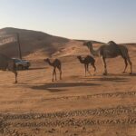 Dxb Red Dune Desert Safari, Sand Boarding, Camel Ride, Live Shows, Bbq Dinner Dune Bashing And Sand Boarding