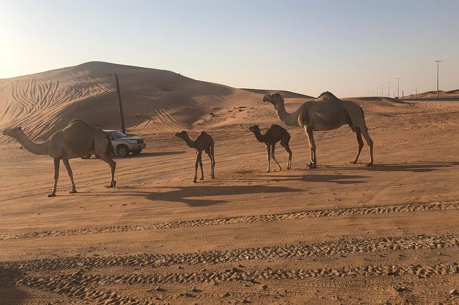 Dxb Red Dune Desert Safari, Sand Boarding, Camel Ride, Live Shows, Bbq Dinner Dune Bashing And Sand Boarding