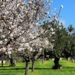 Embrace The Enchantment Of Mallorcas Almond Blossom Season Scenic Drive Through Tramuntana