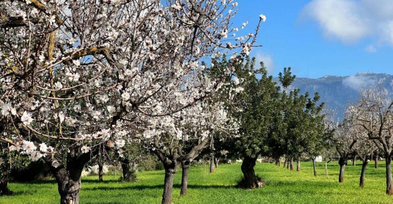 Embrace The Enchantment Of Mallorcas Almond Blossom Season Scenic Drive Through Tramuntana