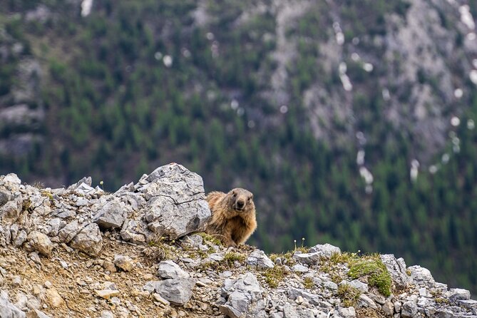 Exploring the Dolomites, One-Day Trekking in the Mountains - Tour Details