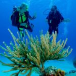 First Time Scuba Diving Experience In Punta Cana Exploring The Vibrant Coral Reefs