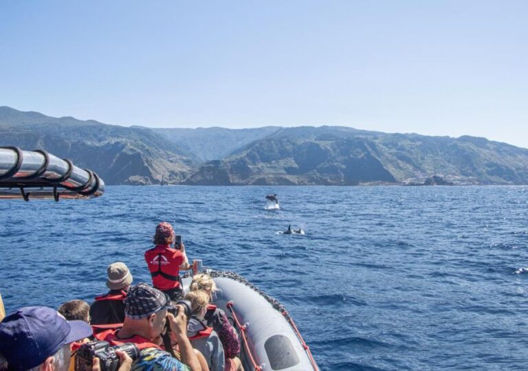 From Porto Moniz: Whale And Dolphin Watching Tour In Madeira Tour Overview