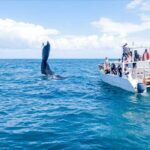 Full Day Whale Watching Tour In Samana Bay From Punta Cana Tour Overview