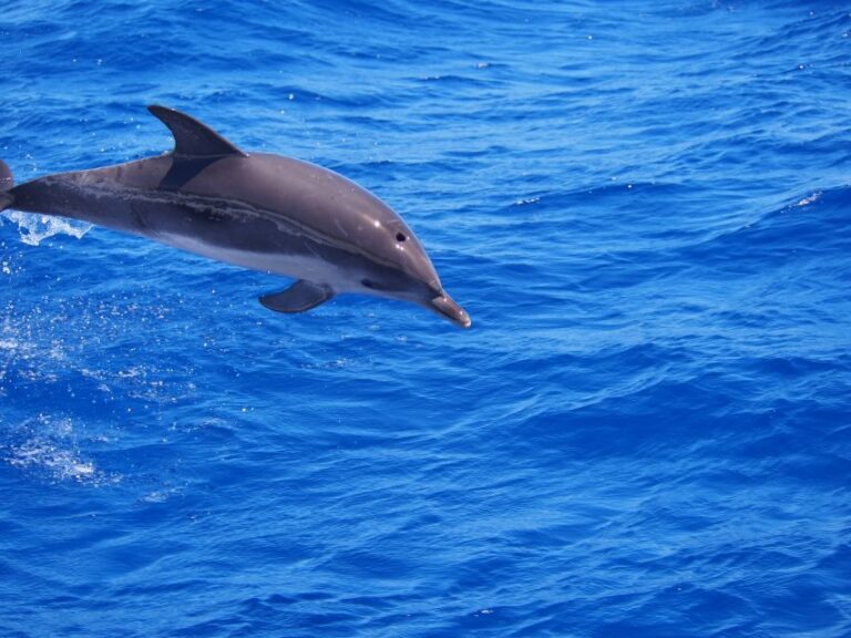 Funchal: Luxury Catamaran Private Charter Overview Of Luxury Catamaran